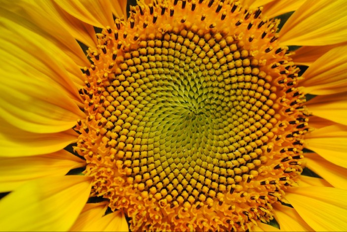 Girasol